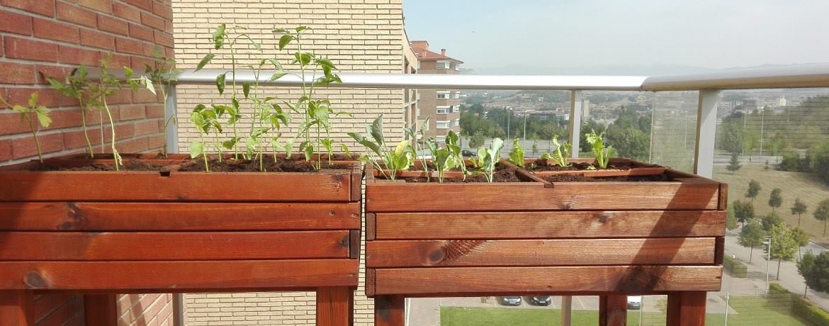 Brotes de planta en jardín de apartamento