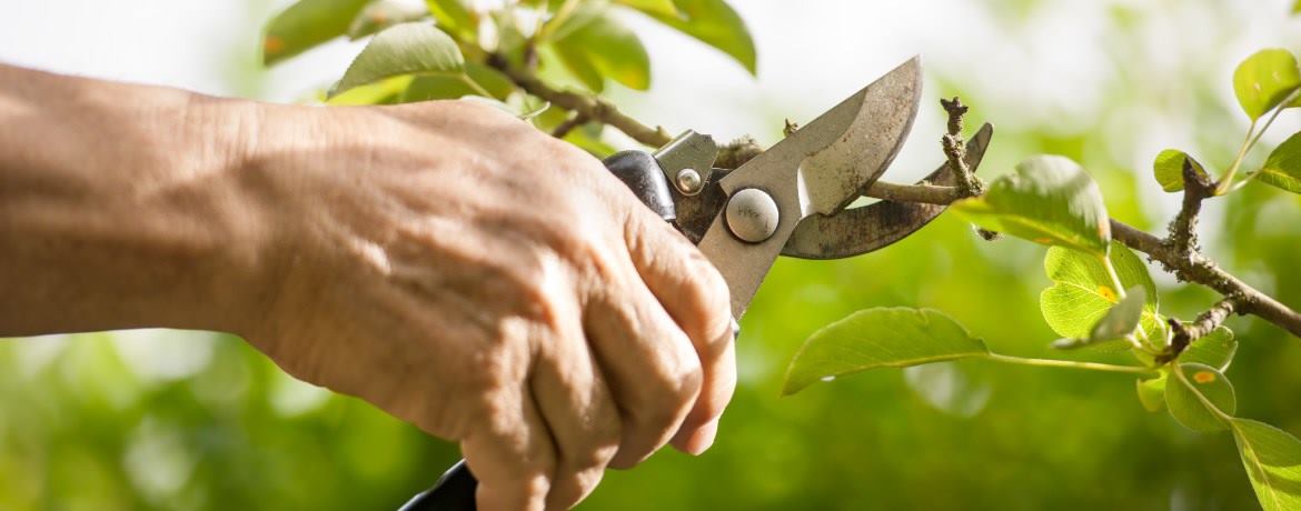 Tijeras de jardinero